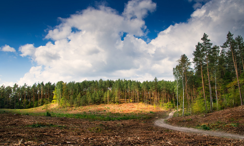 Clearing Land: Steps to Ensure Your Project is Successful